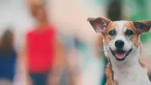 Vida Animal: Segunda Chance