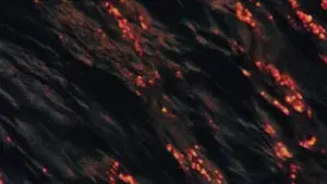 The Water of the Seine