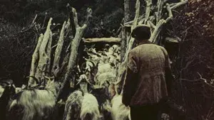 Orgosolo’s Shepherds