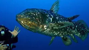 Diving With The Dinosaur Fish