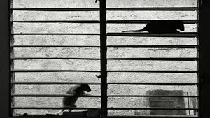 Sleeping on Warm Knees