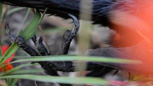 Cadaverous Sonneteer