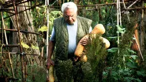 Le potager de mon grand-père