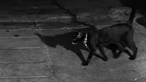 The Fat Black Pussycat