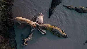 Katavi Africa's Fallen Paradise