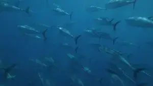 Superfish: Bluefin Tuna