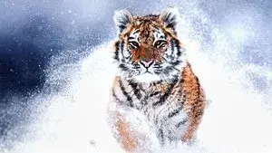 Russia's Wild Tiger