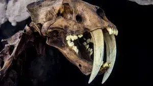 Le mystérieux tigre à dents de sabre