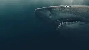 Shark Quest: Hunt For The Apex Predator