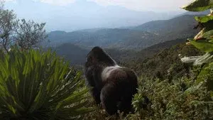 A Gorilla Story: Told by David Attenborough
