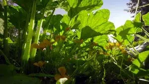 The Marvelous Wild World of the Vegetable Garden