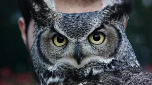 RES CREATA - Humans and other animals