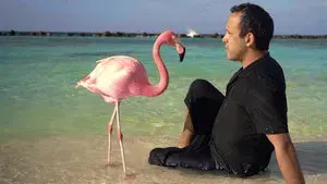 The Mystery of the Pink Flamingo