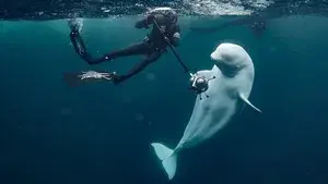 #Hvaldimir, Conversation With a Spy Whale