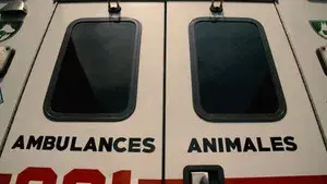 Ambulances animales