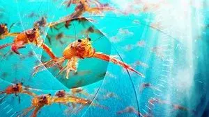 Spy in the Ocean, A Nature Miniseries