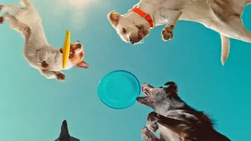 Inside the Mind of a Dog