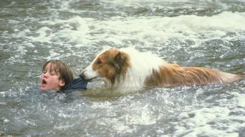 Lassie
